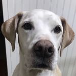 Profile Picture of Katie (@prissy_pointer) on Instagram