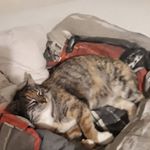 Profile Picture of David Semler (@david177x) on Instagram