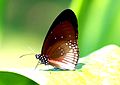 Profile Picture of Euploea alcathoeon Wikipedia