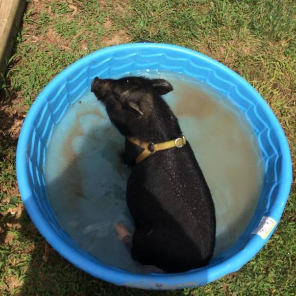 Profile Picture of Stephanie Boyken (@horsemom) on Poshmark