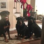 Profile Picture of Ray Feldman (@rayjf330) on Instagram