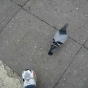 Profile Picture of Jaime Arredondo (@jaimearredondo4131) on Youtube