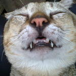 Profile Picture of Hoshi Cassiopeia (@hoshi_cassiopeia) on Flickr