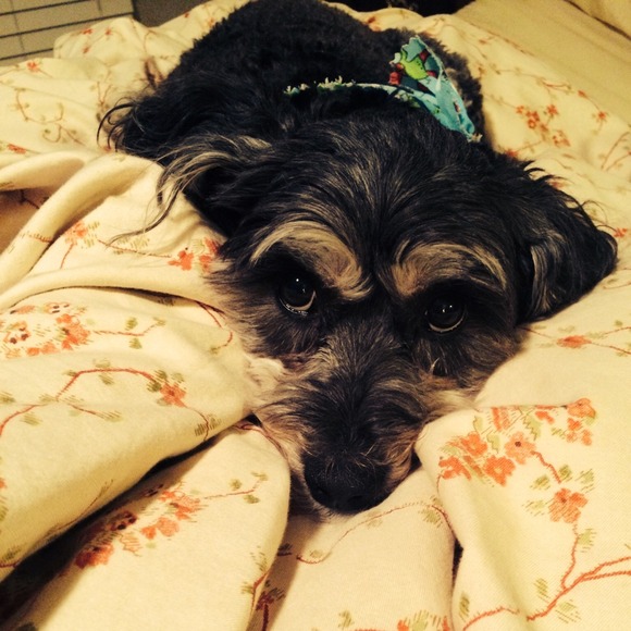 Profile Picture of Elisabeth Keller (@lissybeth20) on Poshmark