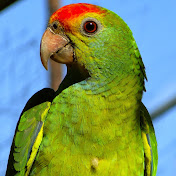 Profile Picture of Matthew Dacosta (@matthewdacosta6502) on Youtube