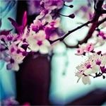 Profile Picture of Quron Vereen (@curtis.haner) on Instagram