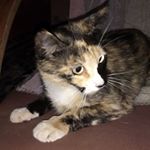 Profile Picture of Iris Cornejo (@iris.cornejo.547) on Instagram