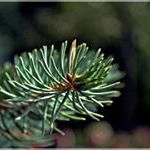 Profile Picture of Lorna (@lornafinchmea) on Instagram