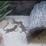 Profile Picture of Justin Michael Pozniak (@tiktok.animalz) on Instagram