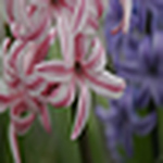 Profile Picture of Snowy_mint (@snowy_mint) on Flickr