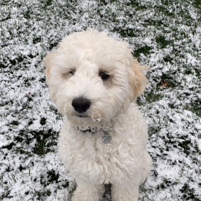 Profile Picture of Rosa Schwartz (@RMSchwartz40) on Twitter