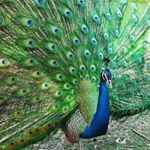 Profile Picture of Gladson Michael (@gladsonmichael) on Instagram