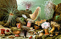 Profile Picture of Sea anemone - Wikipediaon Wikipedia