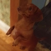 Profile Picture of Joseph Pignone (@josephpignone256) on Youtube