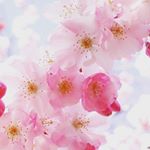 Profile Picture of Emma Spring 🌸🍃 (@spring._.emma) on Instagram