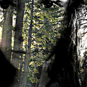Profile Picture of Cassandra Morrow (@cassandramorrow9777) on Youtube