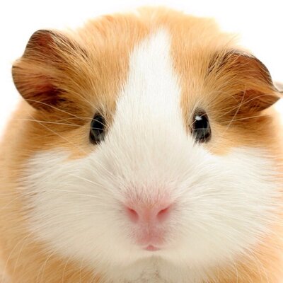Profile Picture of Alan Humphries (@Al_Humphries) on Twitter