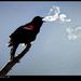 Profile Picture of Marjorie Casey (@mcasey12) on Pinterest