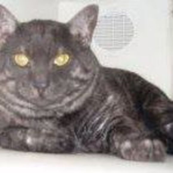 Profile Picture of Lynne Schoepfer (@lynne_schoepfer) on Poshmark