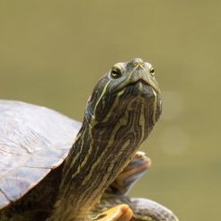 Profile Picture of Turtle (@Hannah28524895) on Twitter