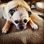 Profile Picture of Dawn Iannello Bott (@dbott828) on Instagram
