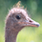 Profile Picture of Sconrad (@sconrad) on Flickr