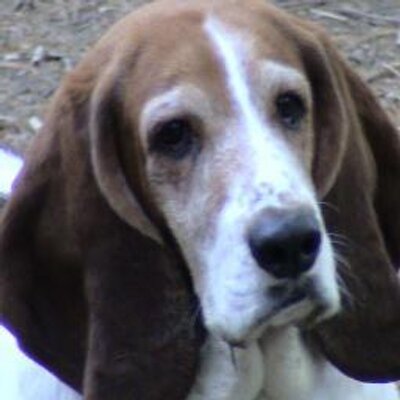 Profile Picture of Steven Tortora (@stevensvt927) on Twitter
