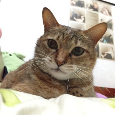 Profile Picture of Jetta Lee (@ChickenWei) on Twitter