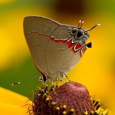 Teresa F. Bailey - Twitter Profile Picture of Teresa F. Bailey (@TeresadoulaLC) on Twitter