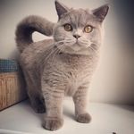 Profile Picture of Max Crumpet & Ralph (@britishshorthaircrew) on Instagram