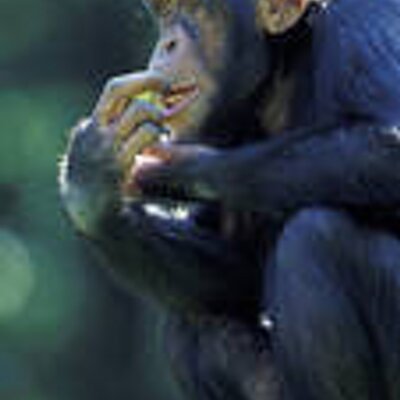 Profile Picture of Jeffrey Colin (@BuddhistMan) on Twitter