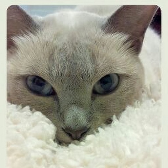 Profile Picture of Lisa Driscoll (@lisad0115) on Poshmark