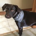 Profile Picture of Diane Drouin Petell (@diane9873) on Instagram