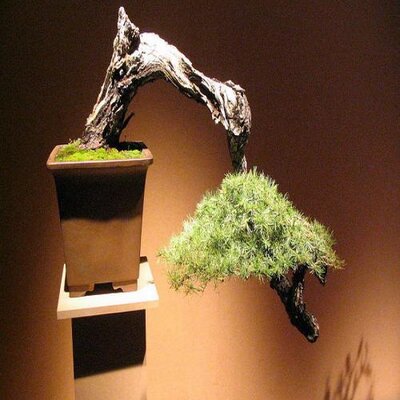 Profile Picture of Scott Poindexter (@BonsaiWhisperer) on Twitter