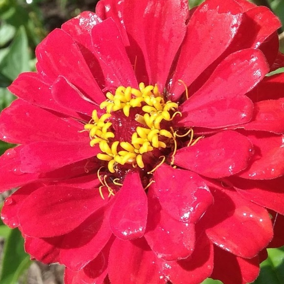 Profile Picture of Rebecca Morrone (@beccymallett) on Poshmark