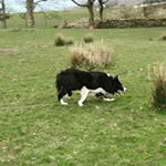 Profile Picture of Michael Longton (@rootenbrooksheepdogs) on Instagram