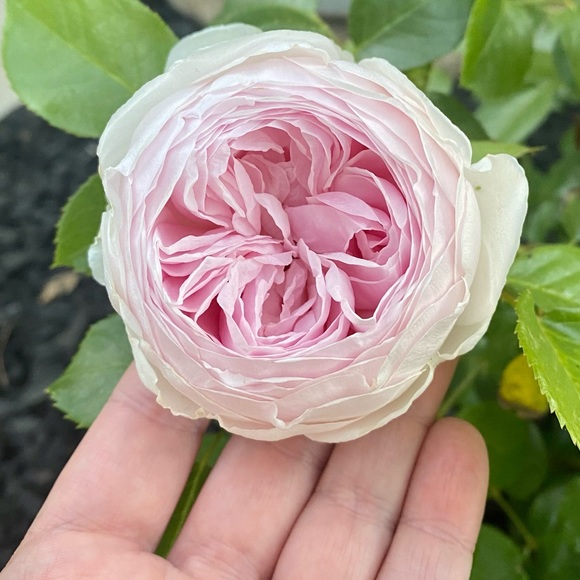 Profile Picture of Julia Malpiede (@jewlieuh) on Poshmark