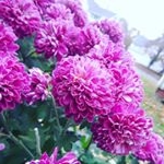 Profile Picture of Amelia (@a.mooney6) on Instagram