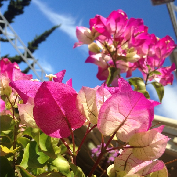 Profile Picture of Chloe Collart (@chloe_collart) on Poshmark