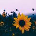 Profile Picture of Emily Maples (@mem9493) on Pinterest