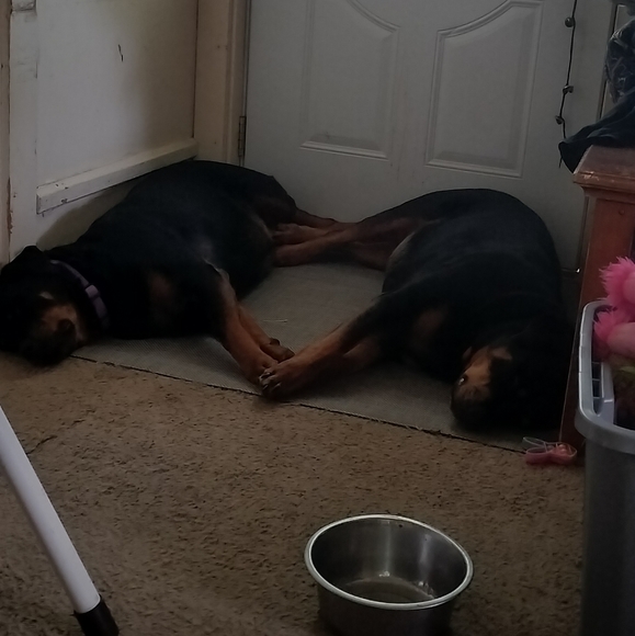 Profile Picture of Denise Devellis (@devellis) on Poshmark