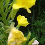 Profile Picture of Steven Standridge (@standridgephotographnc) on Instagram