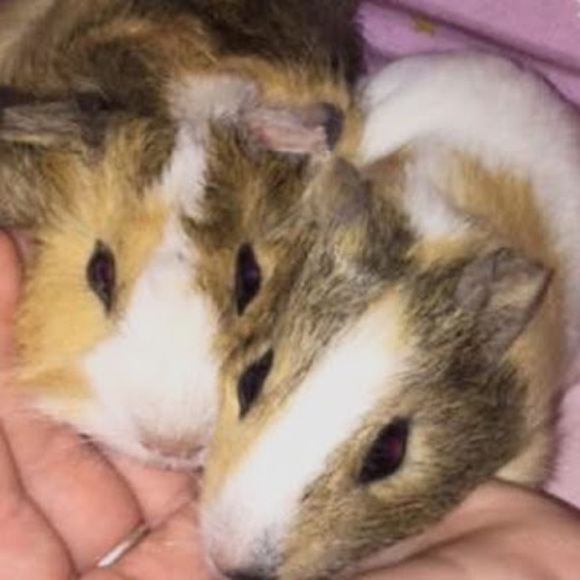 Profile Picture of Grace Walsh (@gracewalsh490) on Poshmark