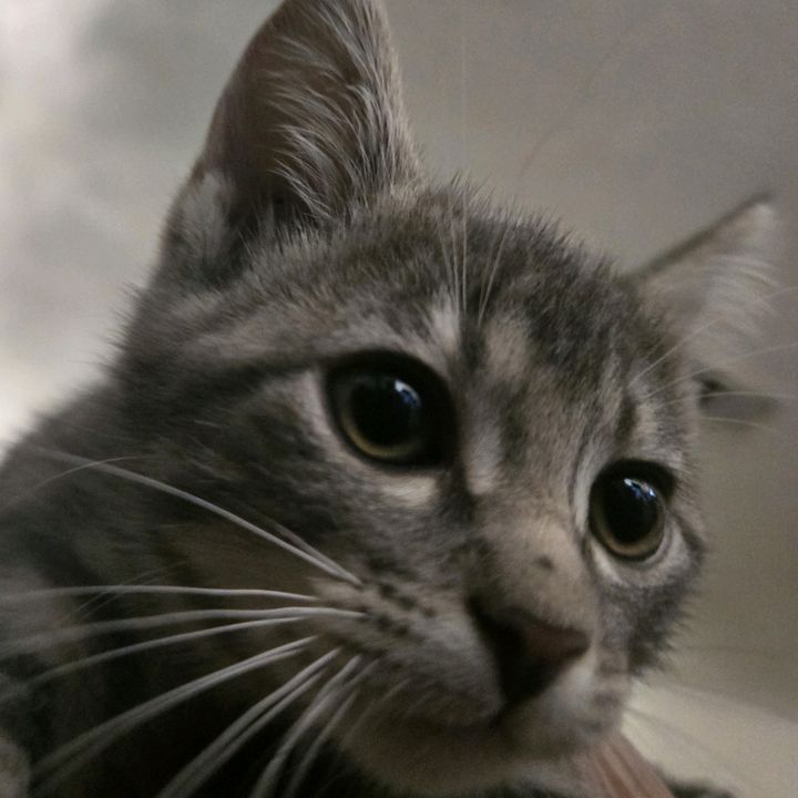 Profile Picture of Gerardo Solis (@jerrys.can) on Tiktok