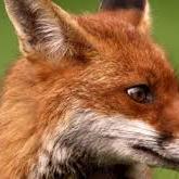 Profile Picture of Joseph Al (@wondringweb) on Twitter