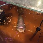 Profile Picture of Mark Lyell (@vodinv) on Instagram