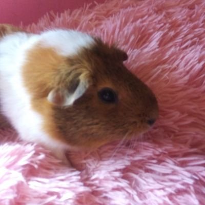 Tabitha Caudill - Twitter Profile Picture of Tabitha Caudill (@TabithaCaudill6) on Twitter