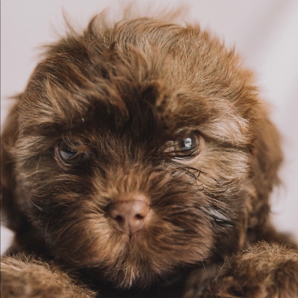 Profile Picture of Danielle Delagrange (@ddelagrange) on Poshmark