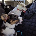 Profile Picture of Ami & Duncan Dwtnut (@rowdy_daze) on Instagram