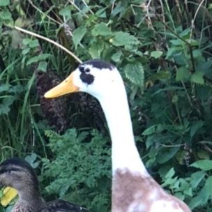 Profile Picture of Passion Trends (@aaroncamley) on Tiktok